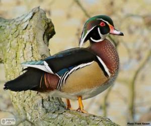 Puzzle Wood duck or Carolina duck